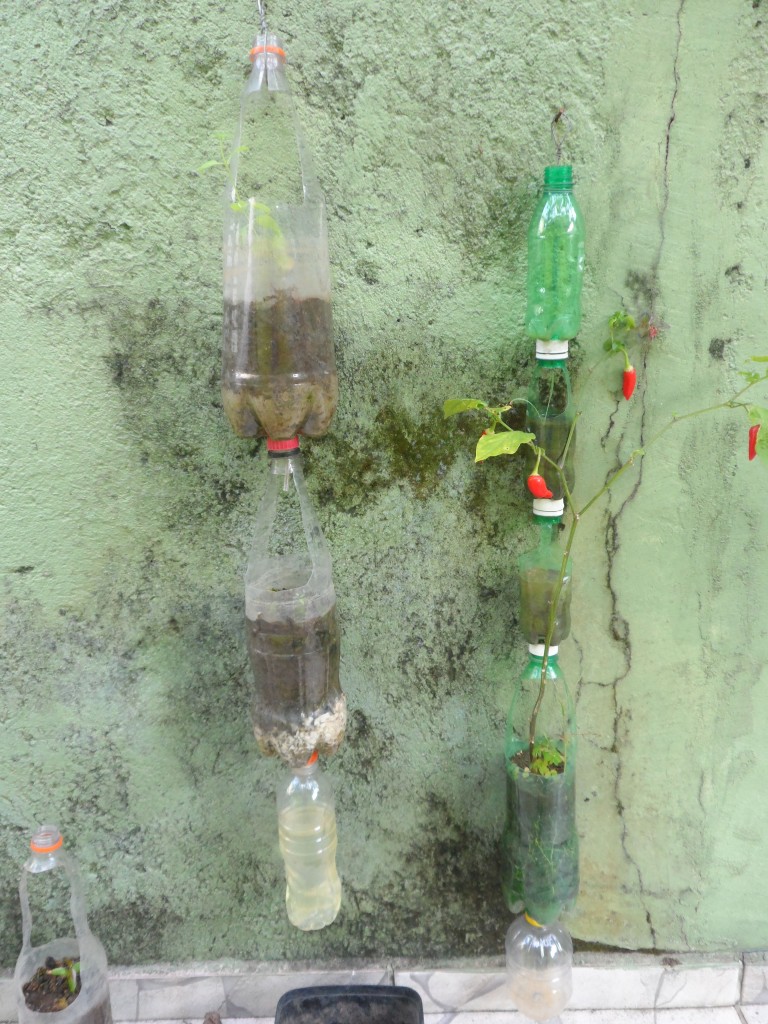Horta Vertical - Olha que linda pimeiteira